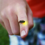 What Does It Mean When a Lightning Bug Lands On You