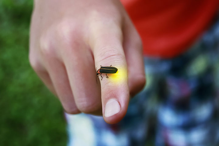 What Does It Mean When a Lightning Bug Lands On You