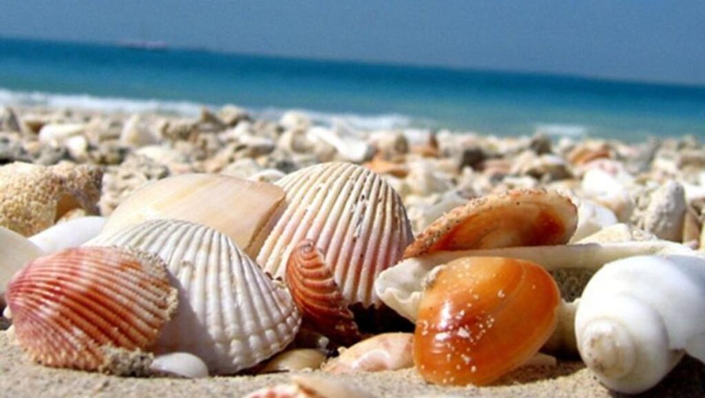 seashell