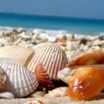 seashell