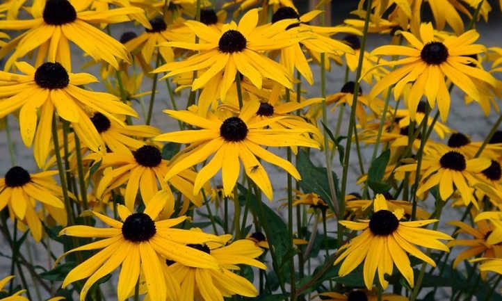 Flower That Looks Like Sunflower But Small