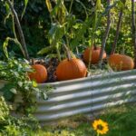 How To Grow Pumpkins In a Pot