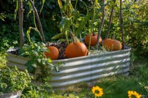 How To Grow Pumpkins In a Pot