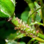 How To Get Rid Of Aphids On Roses Naturally