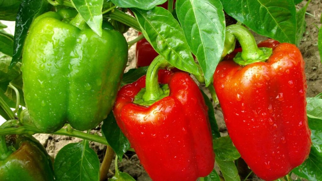 How To Grow Bell Peppers In a Pot