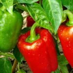 How To Grow Bell Peppers In a Pot