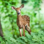 Spiritual Meaning Of Deer Crossing Your Path