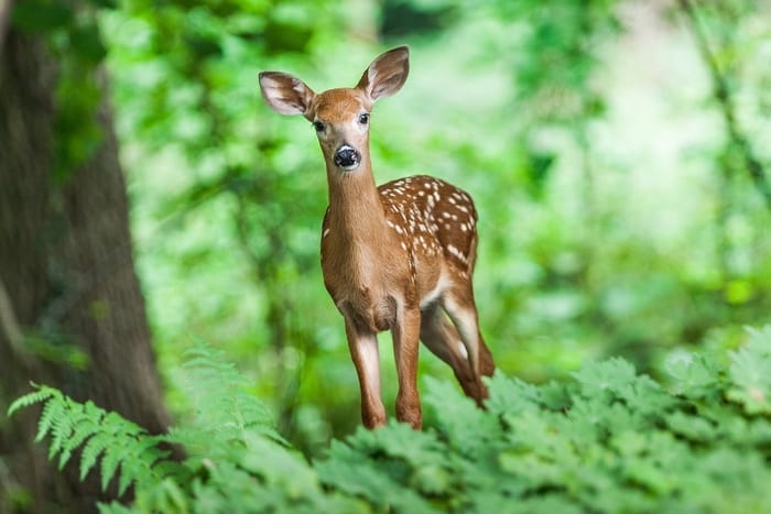 Spiritual Meaning Of Deer Crossing Your Path