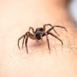 What Does It Mean When a Spider Crawls On You