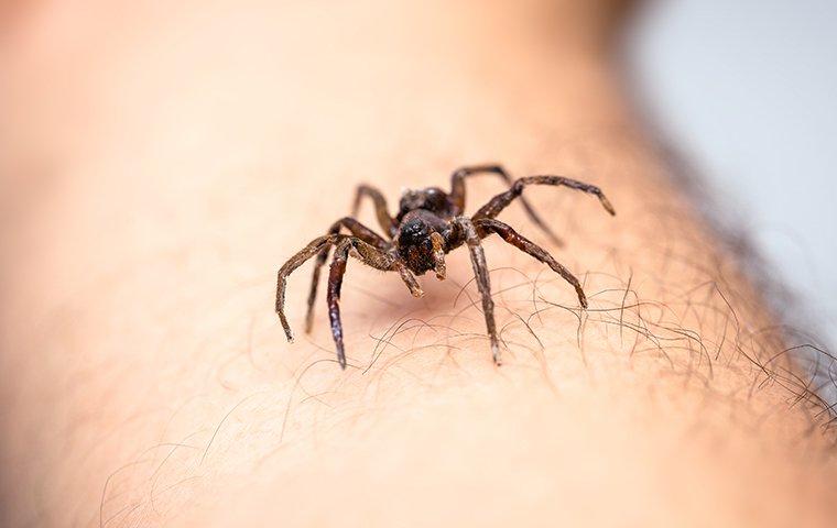 What Does It Mean When a Spider Crawls On You