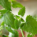 How To Take Care Of Catnip Indoors