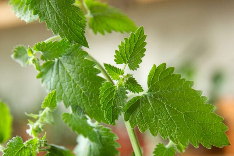 How To Take Care Of Catnip Indoors