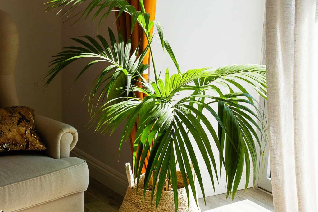 Types Of Indoor Palm Trees - Pictures