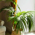 Types Of Indoor Palm Trees - Pictures