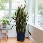 How To Make Snake Plants Grow Tall