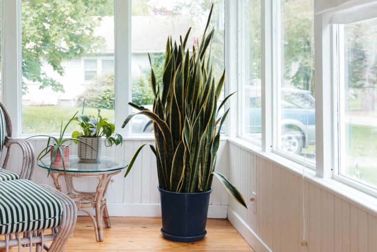 How To Make Snake Plants Grow Tall