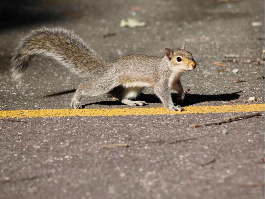 What Does It Mean When a Squirrel Crosses Your Path