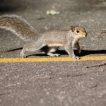 What Does It Mean When a Squirrel Crosses Your Path