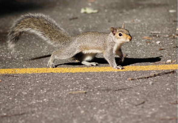 What Does It Mean When a Squirrel Crosses Your Path