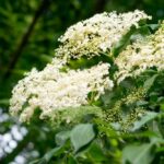 Plant With Clusters Of Small White Flowers