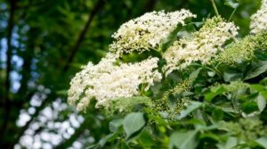 Plant With Clusters Of Small White Flowers