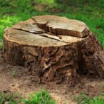 How To Decorate a Tree Stump In Your Yard