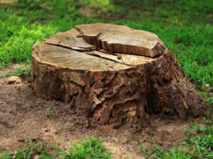 How To Decorate a Tree Stump In Your Yard