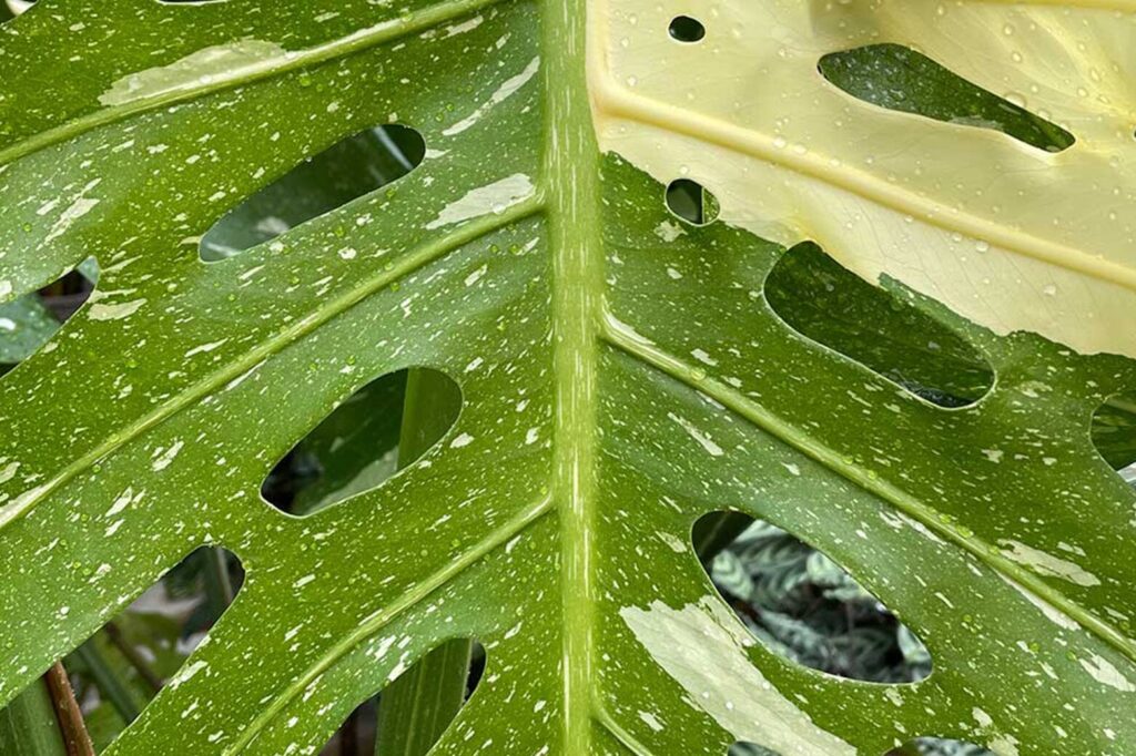 How To Get Monstera Leaves To Split