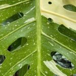 How To Get Monstera Leaves To Split