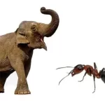 Ant vs elephant