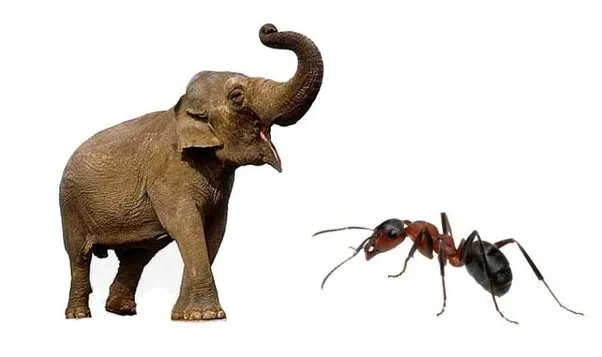 Ant vs elephant