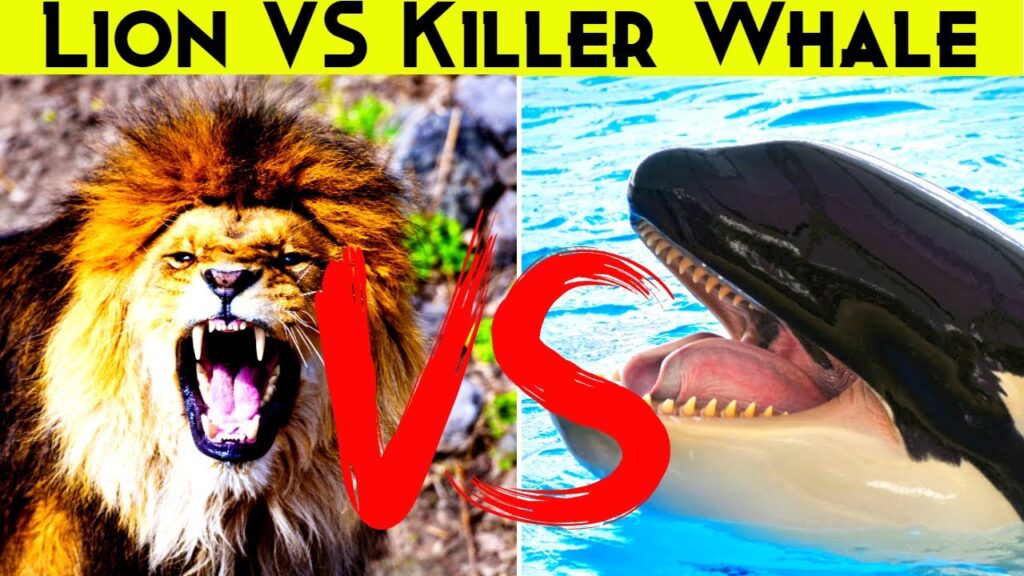 Blue Whale vs. Lion