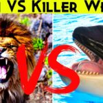 Blue Whale vs. Lion