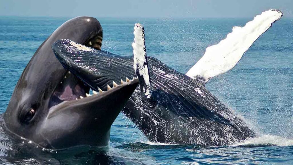 Blue Whales vs. Sperm Whales