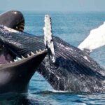 Blue Whales vs. Sperm Whales