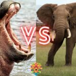 Elephant vs Hippo