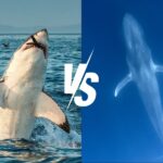 Is a blue whale stronger than a shark?