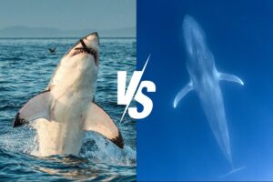 Is a blue whale stronger than a shark?