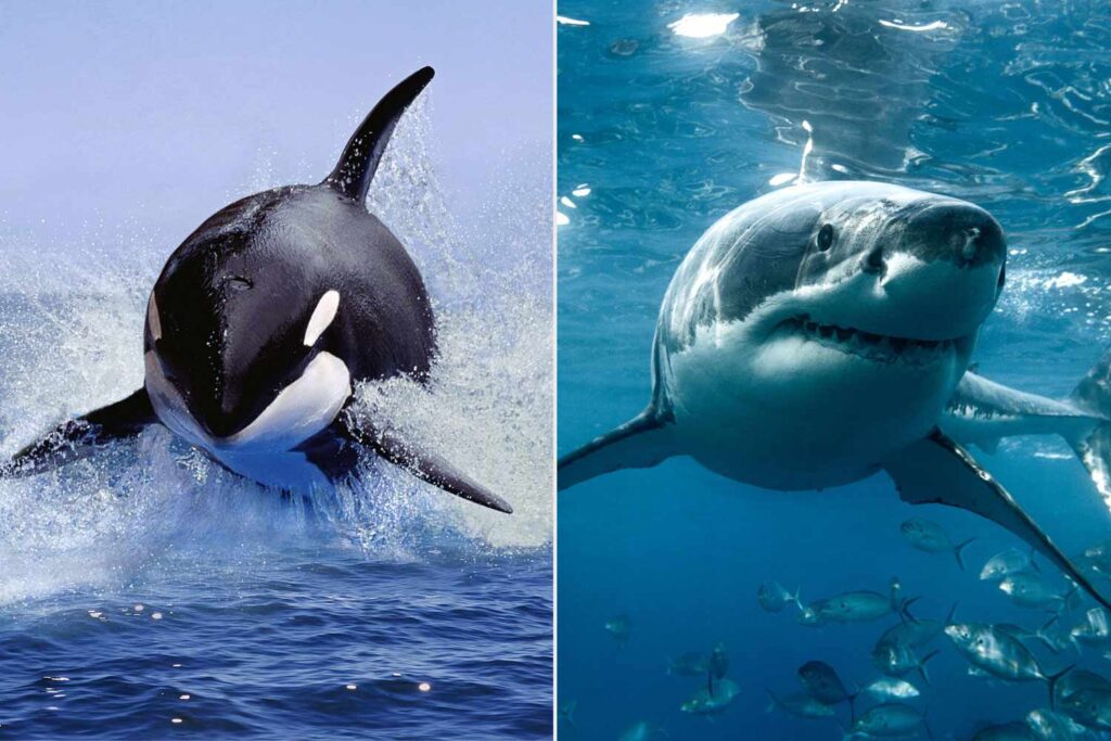 Shark vs Orca