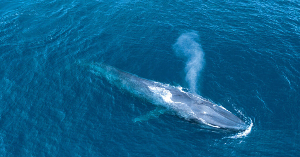 blue whales