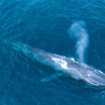 blue whales