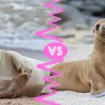 Seal vs Sea Lion