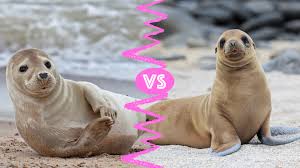 Seal vs Sea Lion