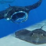 Manta Ray vs Stingray