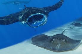 Manta Ray vs Stingray