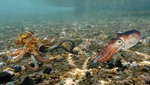 Octopus vs Squid