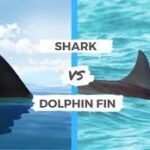 Shark Fin vs Dolphin Fin