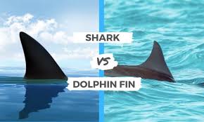 Shark Fin vs Dolphin Fin