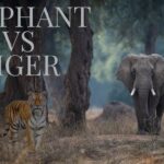 Elephant vs tiger