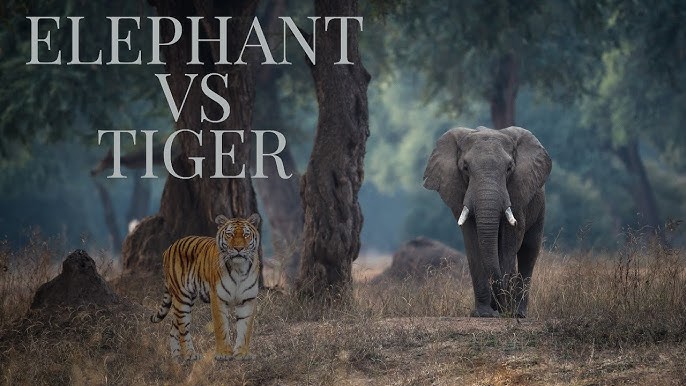 Elephant vs tiger